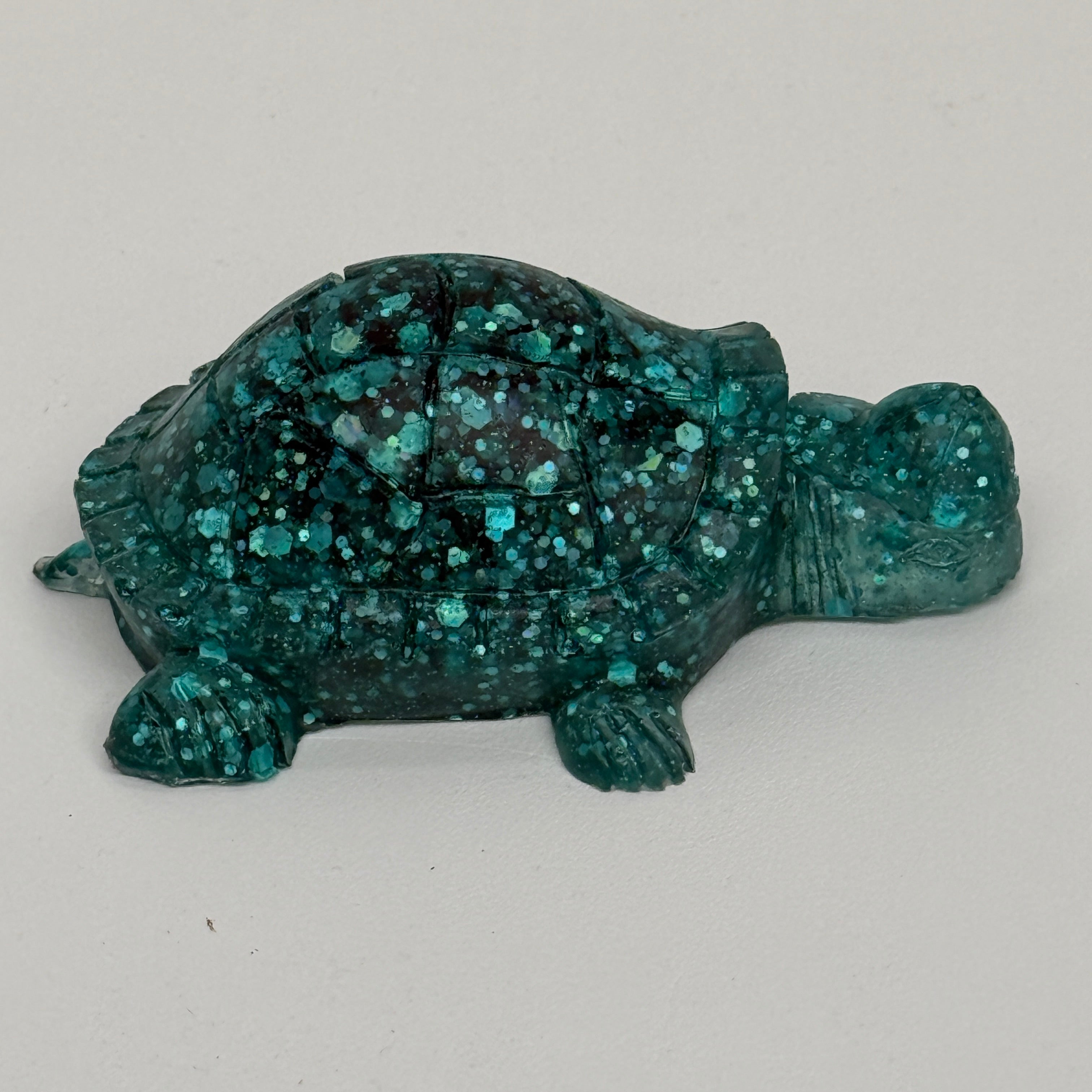 Tortoise With Backwards Cap