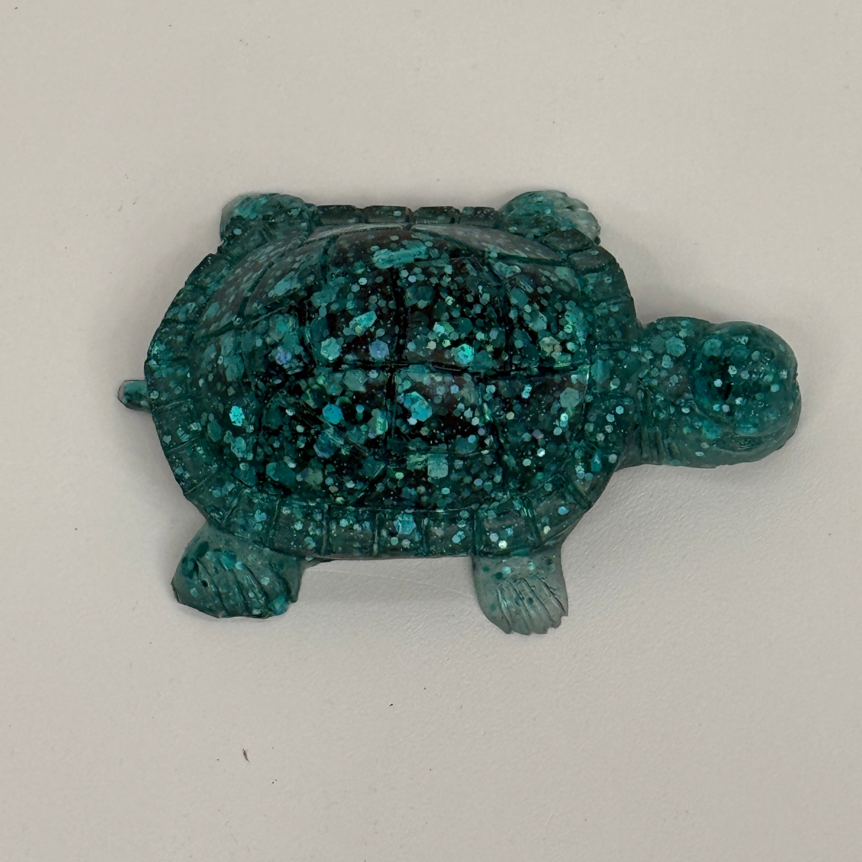 Tortoise With Backwards Cap