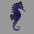 Giant Seahorse
