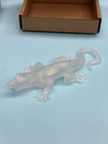 Salamander 🦎